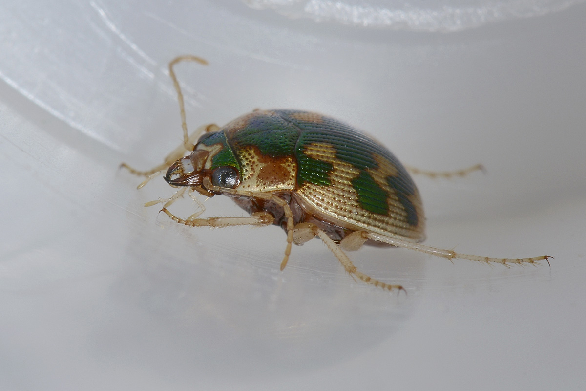 Omophron limbatum, Carabidae